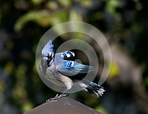 Blue Jay on a chimney