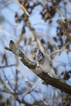 Blue Jay Clearing Branch of Snow