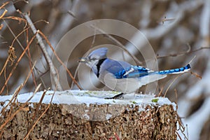 Blue Jay on a cold snowy winter day