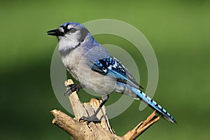 Blue Jay (corvid cyanocitta)