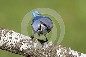 Blue Jay (corvid cyanocitta)