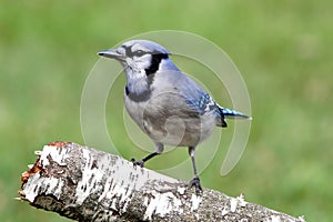 Blue Jay (corvid cyanocitta)