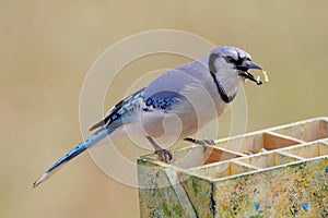 Blue Jay (corvid cyanocitta)