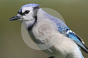 Blue Jay (corvid cyanocitta)