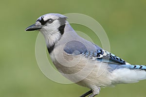 Blue Jay (corvid cyanocitta)