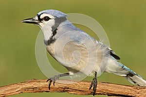 Blue Jay (corvid cyanocitta)