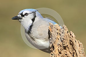 Blue Jay (corvid cyanocitta)