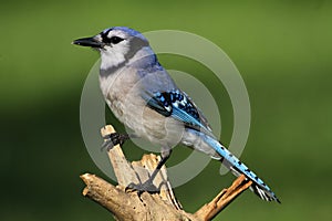 Blue Jay (corvid cyanocitta)