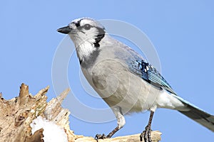 Blue Jay (corvid cyanocitta) on a stump