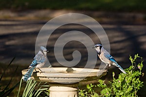 Blue Jay Couple on Birdbath on Sunny Afternoon