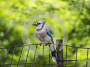 Blue jay, Cyanocitta cristata