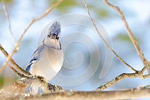 Blue Jay (Cyanocitta cristata) in early springtime, perched on a branch and looking at camera, observing his domain.