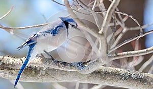 Blue Jay (Cyanocitta cristata) in early springtime, perched on a branch, observing and surveying his domain.