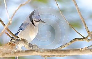 Blue Jay (Cyanocitta cristata) in early springtime, perched on a branch, observing and surveying his domain.