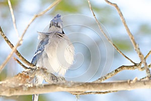 Blue Jay (Cyanocitta cristata) in early springtime, perched on a branch, observing and surveying his domain.