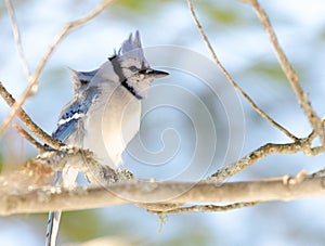 Blue Jay (Cyanocitta cristata) in early springtime, perched on a branch, observing and surveying his domain.