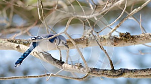 Blue Jay (Cyanocitta cristata) in early springtime, perched on a branch, observing and surveying his domain.