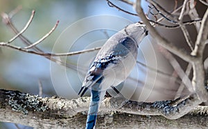 Blue Jay Cyanocitta cristata in early springtime, perched on a branch, observing and surveying his domain.