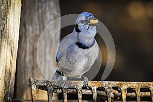 Blue Jay Cyanocitta cristata eating a peanut