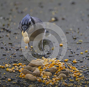 Blue jay (Cyanocitta cristata) feeding on kernels and peanuts on the ground