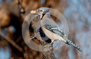 Blue Jay - Cyanocitta cristata perched on branch in spring