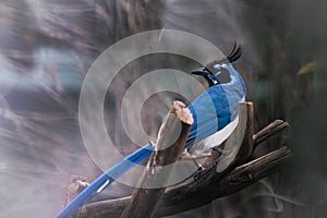 A blue jay Cyanocitta cristata perched on a dead branch. Blue bird with black heat and hut
