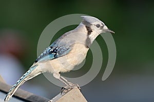Blue Jay (Cyanocitta cristata) perched on a post