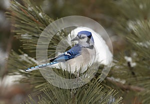 A Blue Jay Cyanocitta cristata perched on a snow covered branch in Algonquin Park, Canada