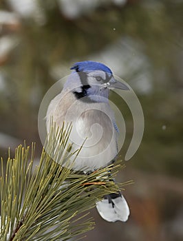 A Blue Jay Cyanocitta cristata perched on a snow covered branch in Algonquin Park, Canada