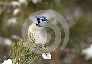 A Blue Jay Cyanocitta cristata perched on a snow covered branch in Algonquin Park, Canada