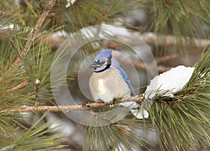 A Blue Jay Cyanocitta cristata perched on a snow covered branch in Algonquin Park, Canada