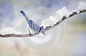 A Blue Jay Cyanocitta cristata perched on a snow covered branch in winter in Algonquin Park, Canada