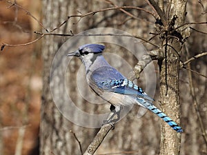 Blue Jay, Cyanocitta cristata photo