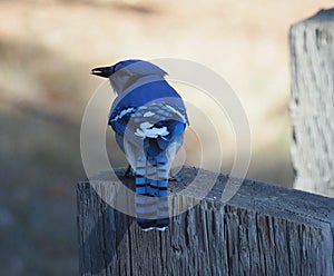 Blue Jay Or Cyanocitta Cristata With Seed In Its Mouth