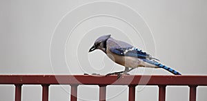 A blue Jay Cyanocitta cristata sits on a railing with a seed in its beak