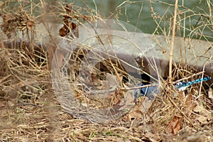 A Blue Jay Cyanocitta cristata sitting a tree in winter. shot in Southern Ontario.