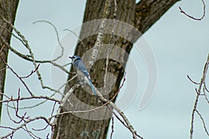 A Blue Jay Cyanocitta cristata sitting a tree in winter. shot in Southern Ontario.