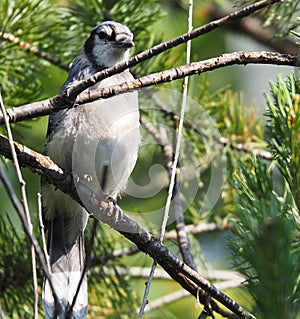 Blue Jay Or Cyanocitta Cristata On Spruce Branch