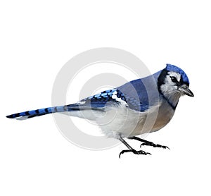 Blue Jay (Cyanocitta cristata)