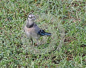 Blue jay Cyanocitta cristatata standing on lawn