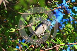Blue Jay