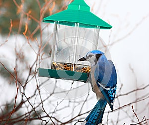 Blue Jay eating