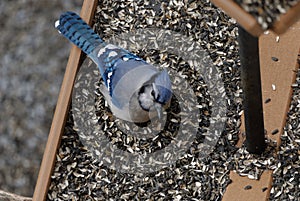 Blue Jay Eating at a Bird Feeder