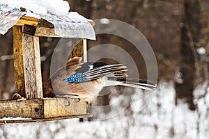 Blue jay eating from bird feeder on winter day
