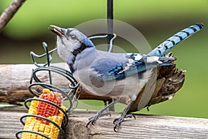 Blue jay eating corn from backyard feeder