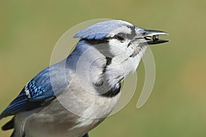 Blue Jay Eating On A Feeder