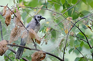 A Blue Jay eating Gypsy Moth caterpillars