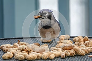 Blue Jay Eating Peanuts