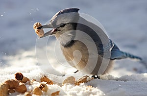 Blue Jay Eating Peanuts