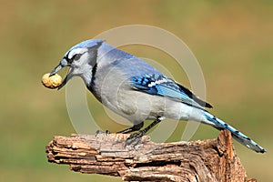 Blue Jay Eating Peanuts